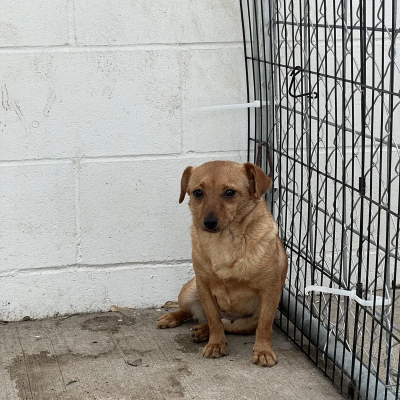 A young small-sized female Red / Chestnut / Orange Yorkshire Terrier dog named Honey for adoption in Fairmont, MN