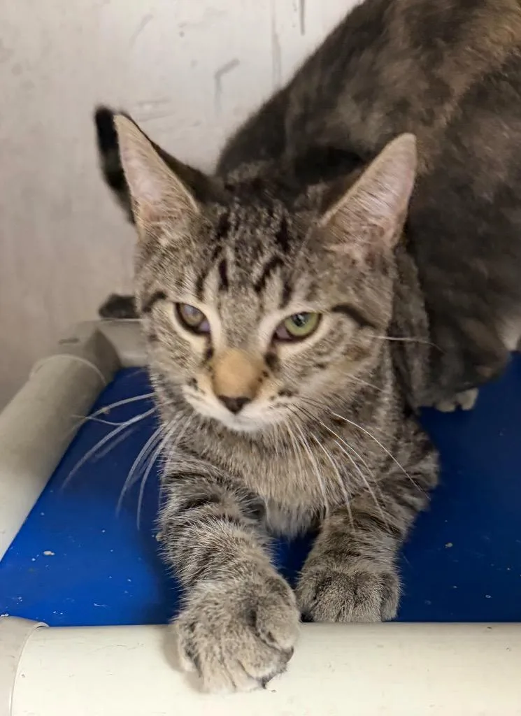 A baby medium-sized male Domestic Short Hair cat named Green Darner for adoption in Cincinnati, OH