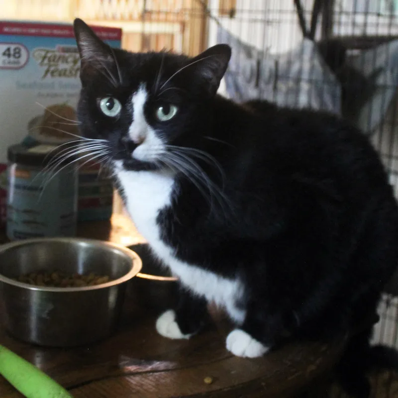A senior medium-sized male Black & White / Tuxedo Domestic Short Hair cat named Skunk for adoption in Guthrie, OK
