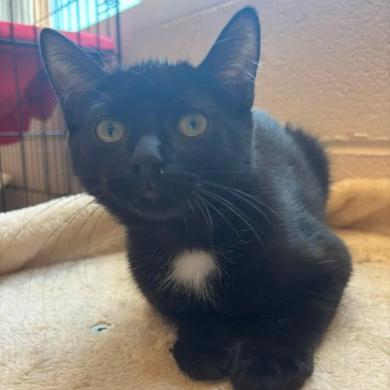 A baby small-sized female Black Domestic Short Hair cat named Gloom for adoption in Waynesboro, PA