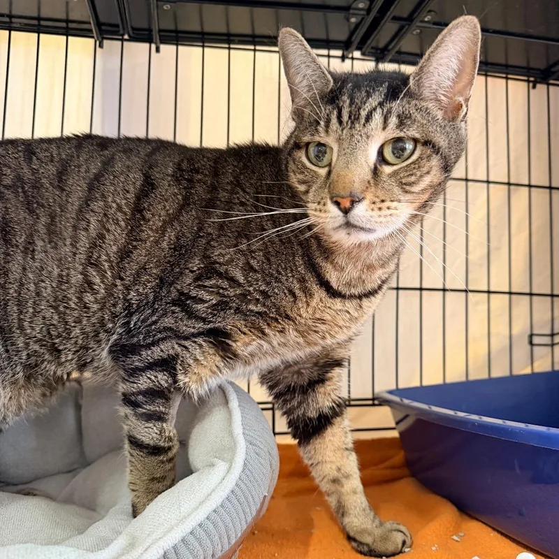 Butterball thumbnail 2