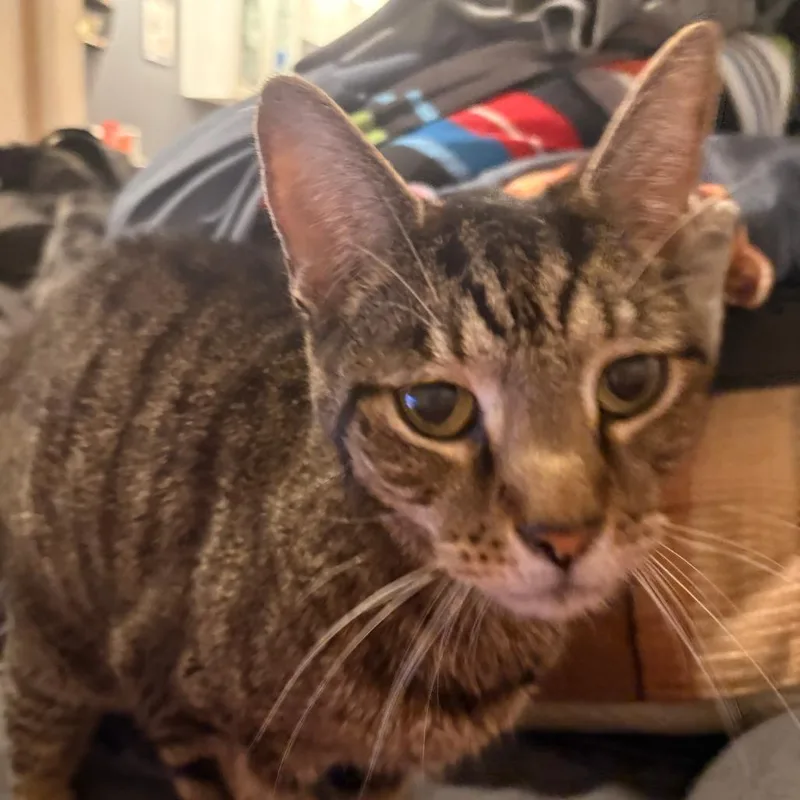 Butterball thumbnail 3