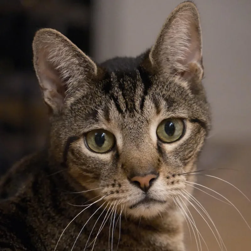 Butterball thumbnail 4