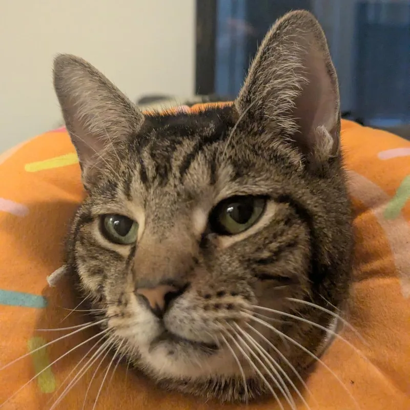 Butterball thumbnail 5