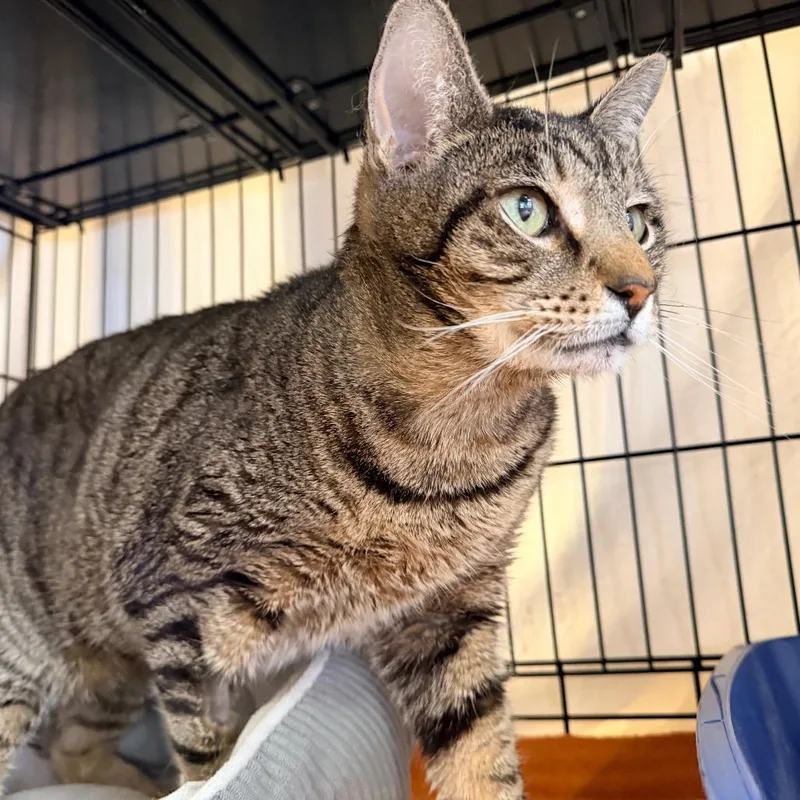 Butterball thumbnail 6