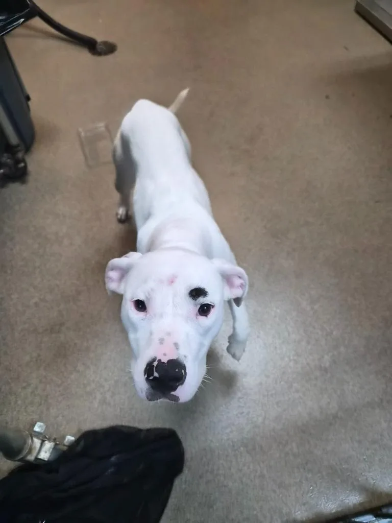 A young medium-sized female Mixed Breed dog named Eyebrowla for adoption in Rome, GA