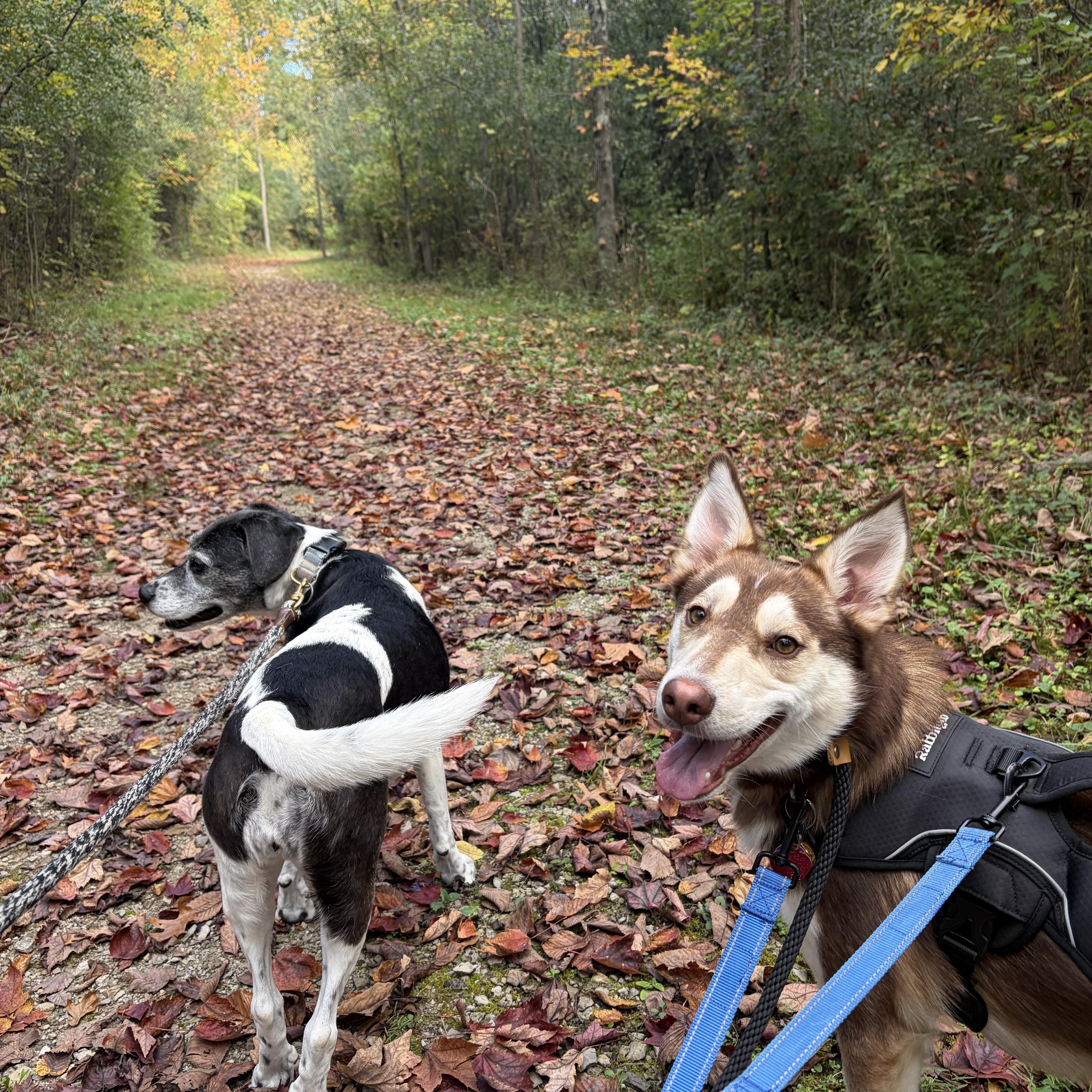 A young medium-sized male Red / Chestnut / Orange Husky dog named Balto for adoption in Lima, OH