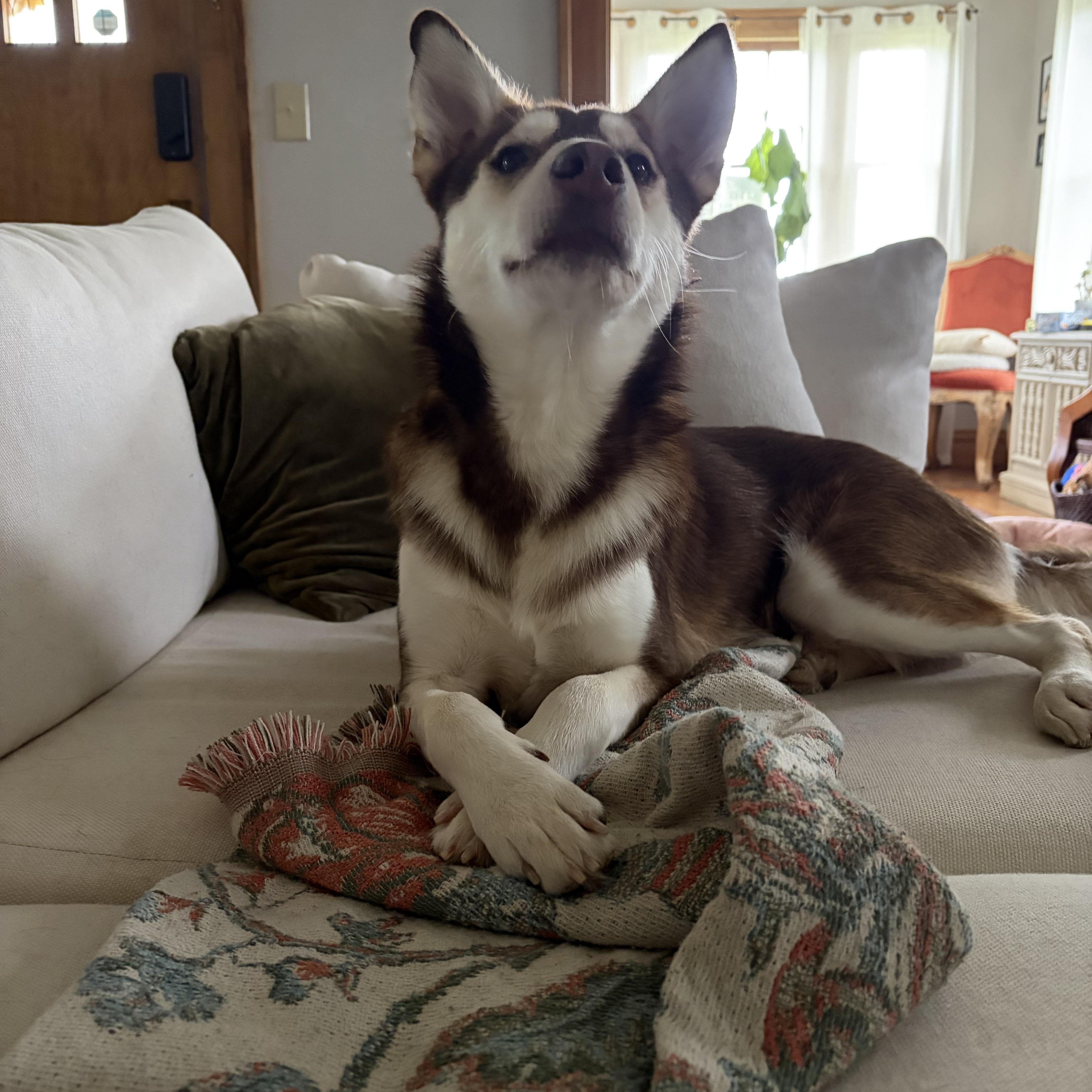 Balto thumbnail 2