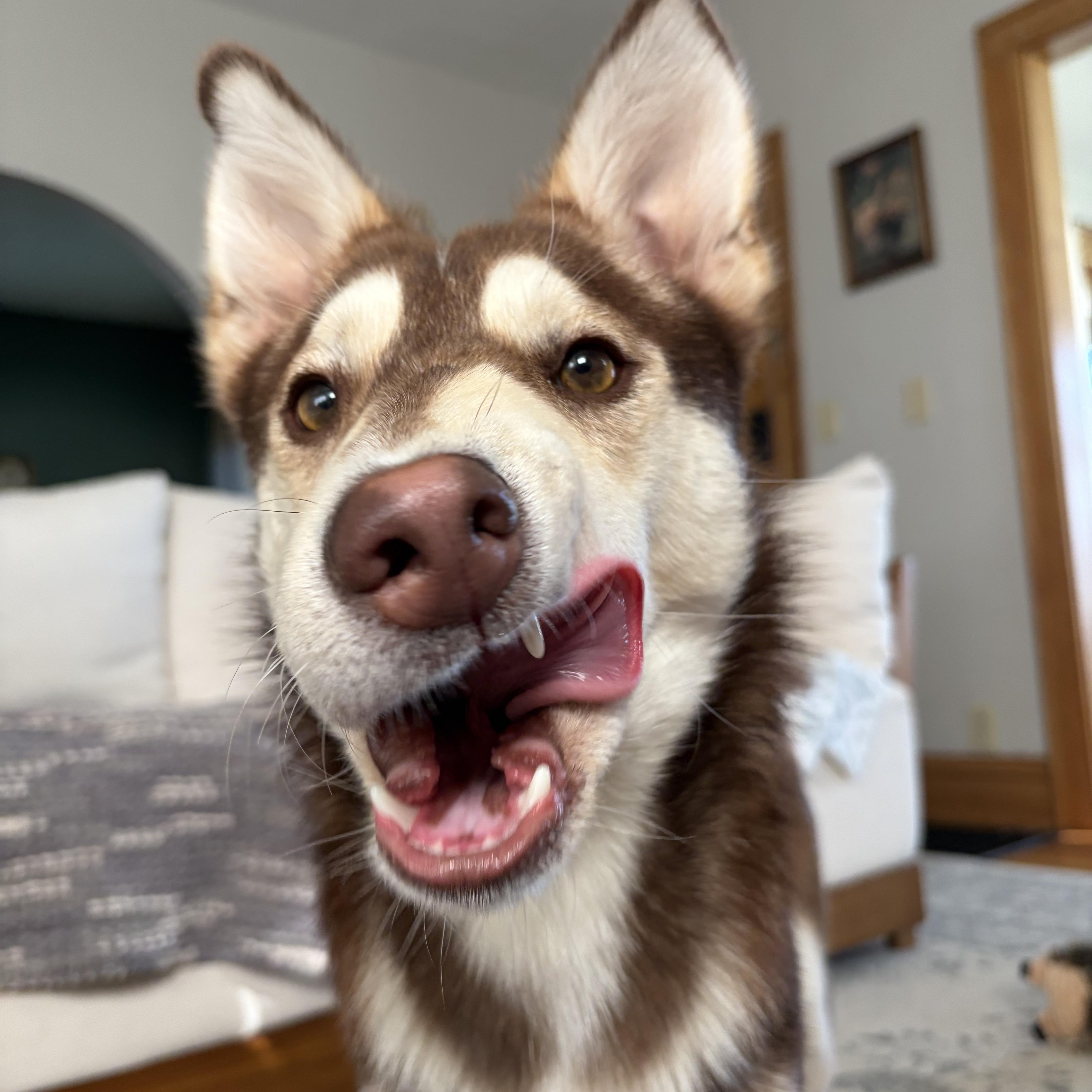 Balto thumbnail 4