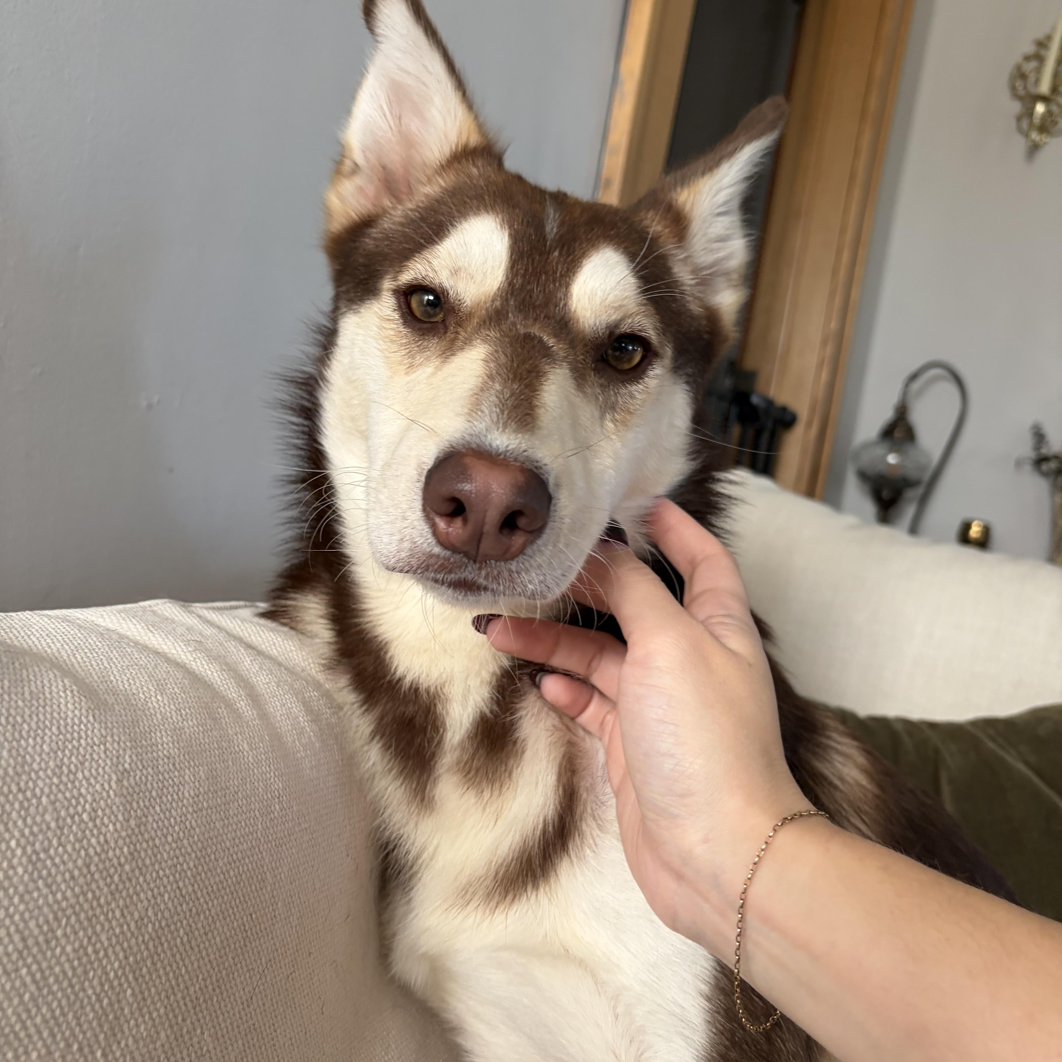 Balto thumbnail 5