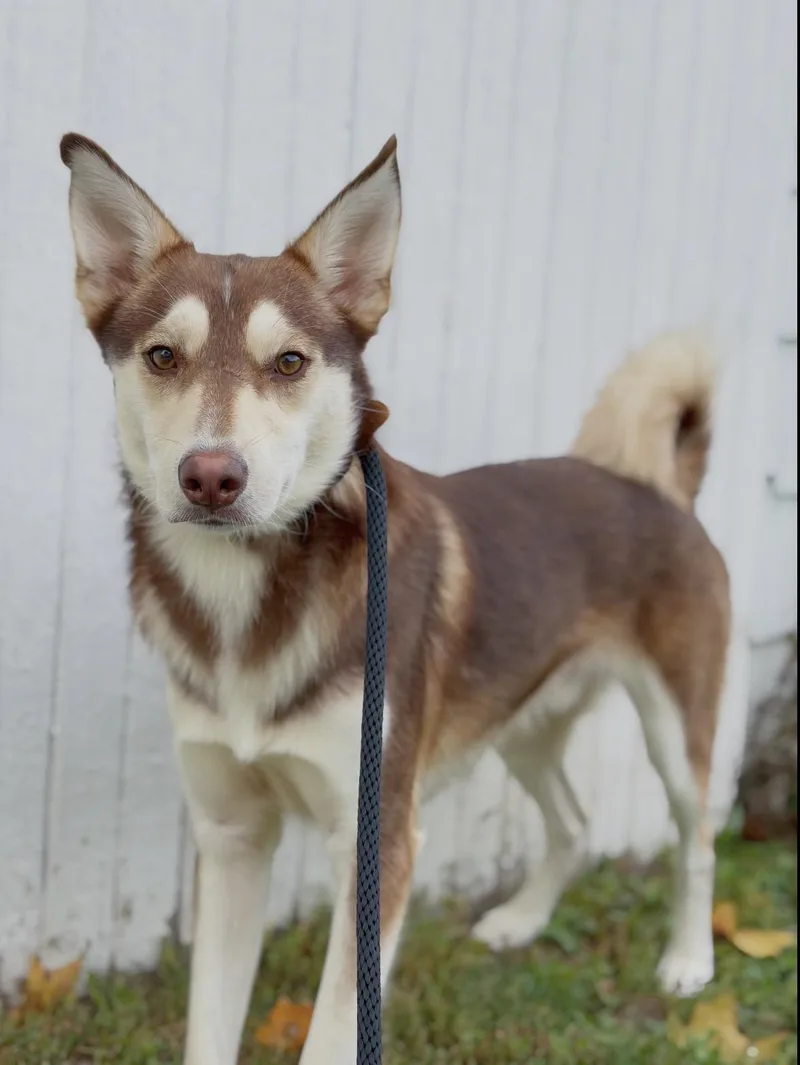 Balto thumbnail 6
