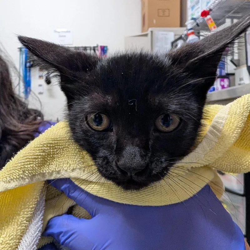 A baby small-sized male Black Domestic Short Hair cat named Taffy for adoption in League City, TX