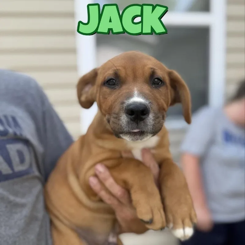 Jack thumbnail 2