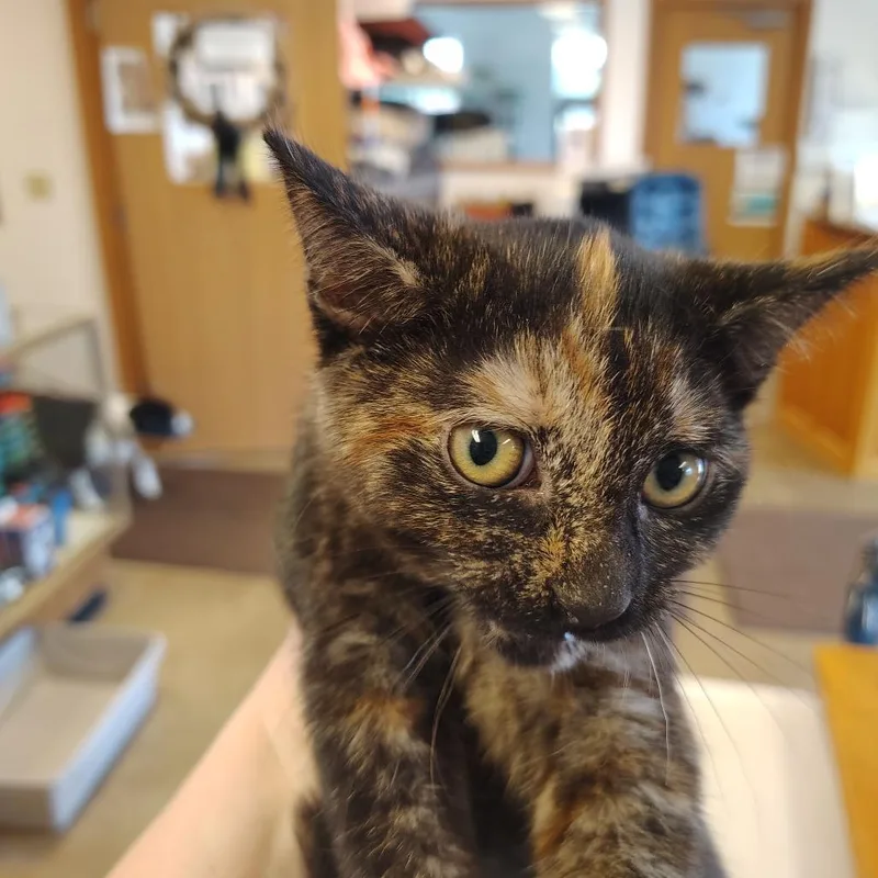 A young small-sized female Tortoiseshell Domestic Short Hair cat named Sahara for adoption in Indiana, PA