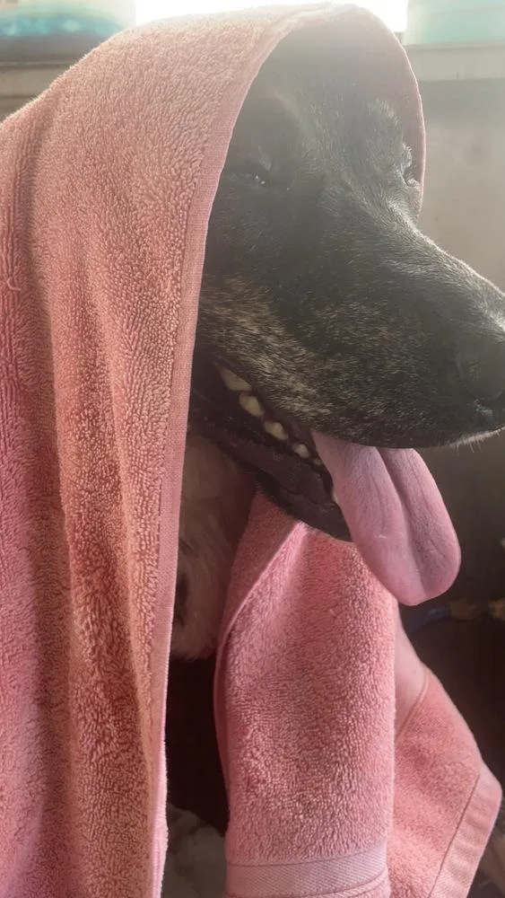 Brenda The Brindle thumbnail 4