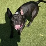 An adult medium-sized female Black Pit Bull Terrier dog named Bella for adoption in Hilliard, OH