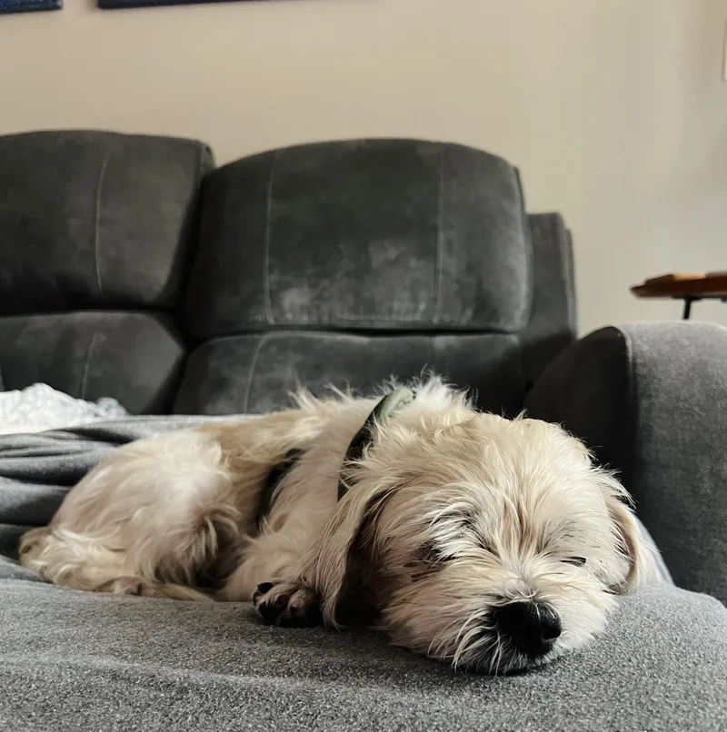 Penelope thumbnail 2