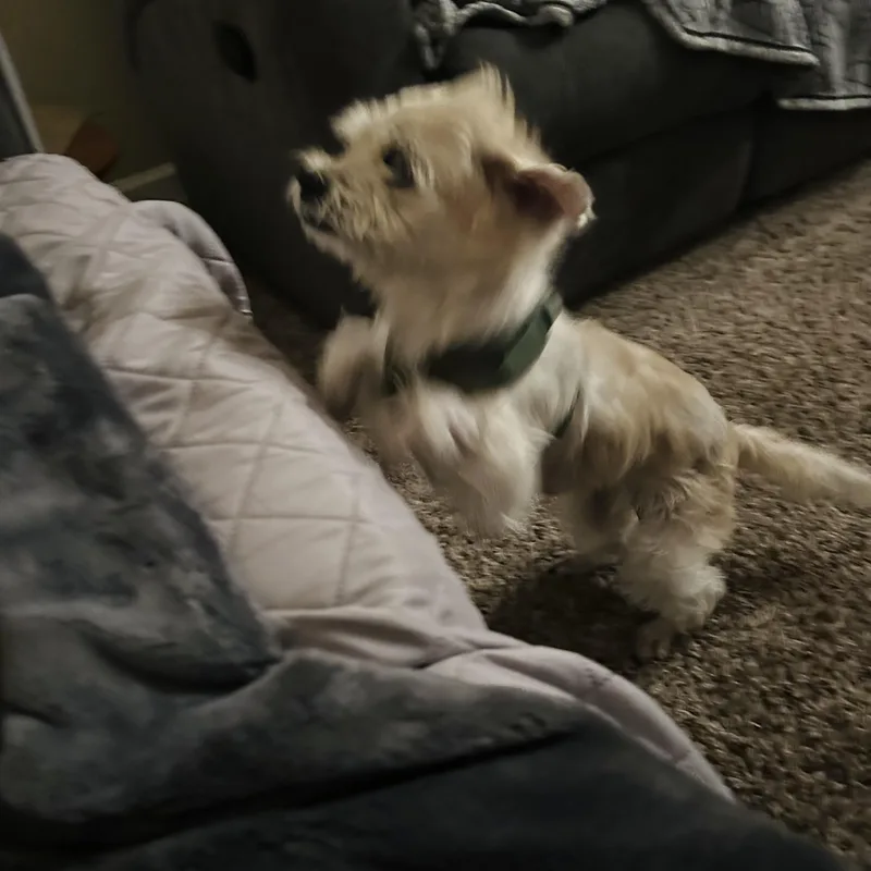 Penelope thumbnail 3