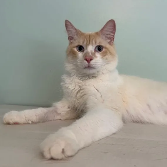 Cap'n Crunch thumbnail 2