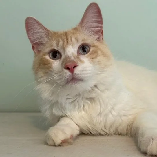 A young medium-sized male Buff & White Domestic Medium Hair cat named Cap'n Crunch for adoption in Sweetwater, TN