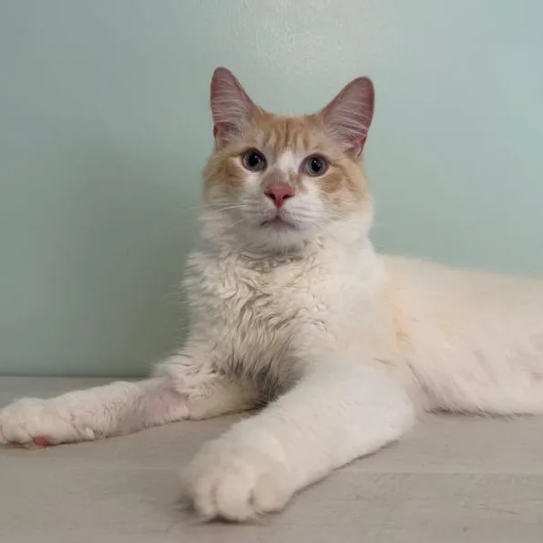 Cap'n Crunch thumbnail 4