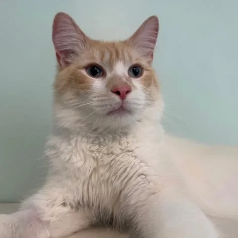 Cap'n Crunch thumbnail 5