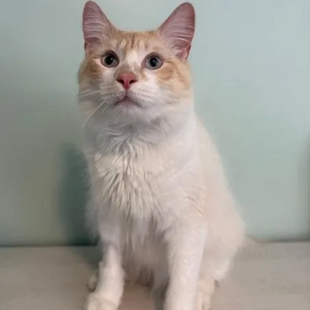 Cap'n Crunch thumbnail 6