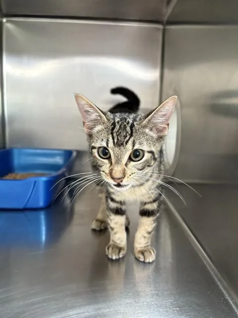A baby medium-sized male Domestic Short Hair cat named Dumpling for adoption in Sugar Land, TX