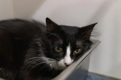 An adult small-sized female Domestic Medium Hair cat named Naomi for adoption in Ringoes, NJ