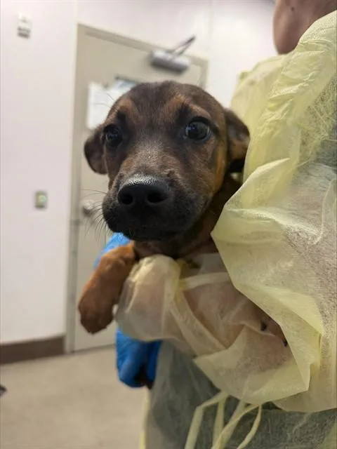 A baby small-sized male German Shepherd Dog dog named Scout for adoption in Tucson, AZ
