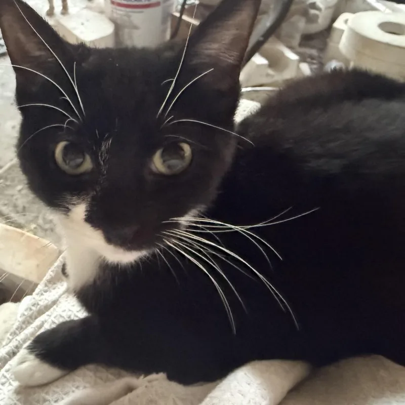 A young small-sized female Black Domestic Short Hair cat named Kiki  F for adoption in Oklahoma City, OK
