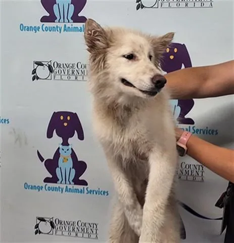 A baby small-sized female Samoyed dog named Nyla for adoption in Orlando, FL