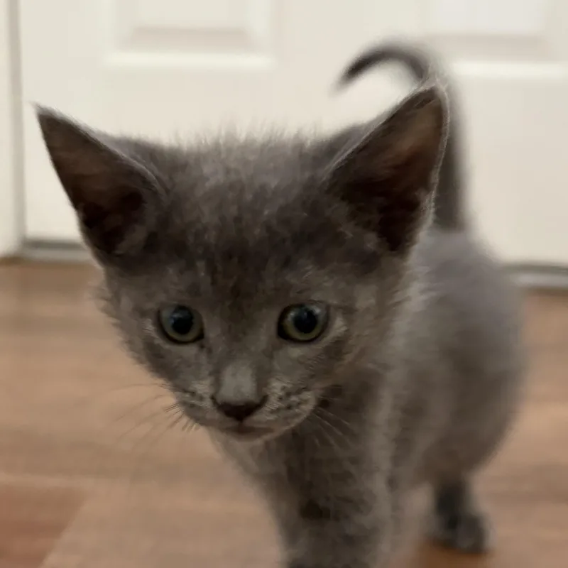 A baby medium-sized female Gray / Blue / Silver Domestic Short Hair cat named Jemma for adoption in Santa Ana, CA