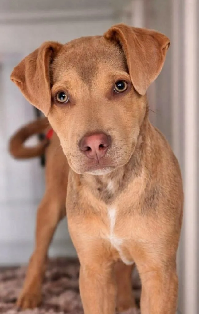 A baby large-sized male Shepherd dog named Murry for adoption in Manchester, CT