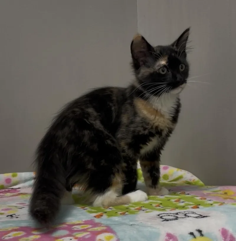 A baby medium-sized female Tortoiseshell Domestic Short Hair cat named Tiger Lily for adoption in Petaluma, CA