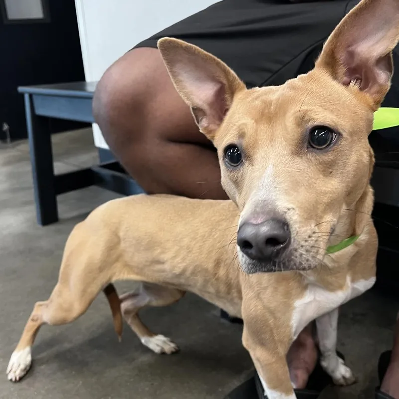 A young medium-sized female Apricot / Beige Greyhound dog named Nala for adoption in Tampa, FL