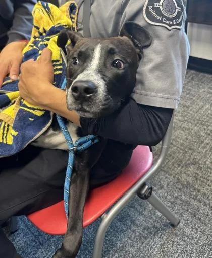 An adult medium-sized female Mixed Breed dog named Fifa for adoption in West Chester, PA