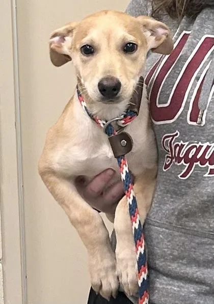 A baby small-sized male Terrier dog named Colorado for adoption in Fishers, IN