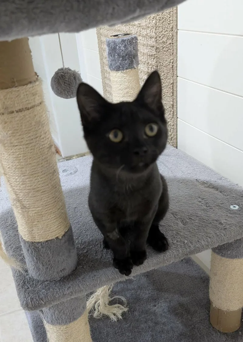 A baby medium-sized male Black Domestic Short Hair cat named Hades for adoption in King George, VA
