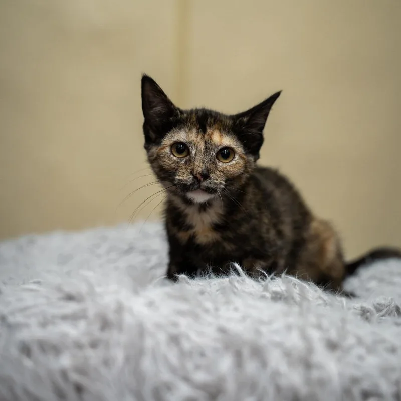 Topaz