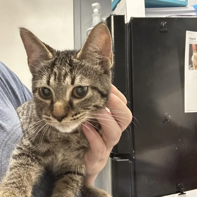 A baby small-sized female Domestic Short Hair cat named Wren for adoption in Birmingham, AL