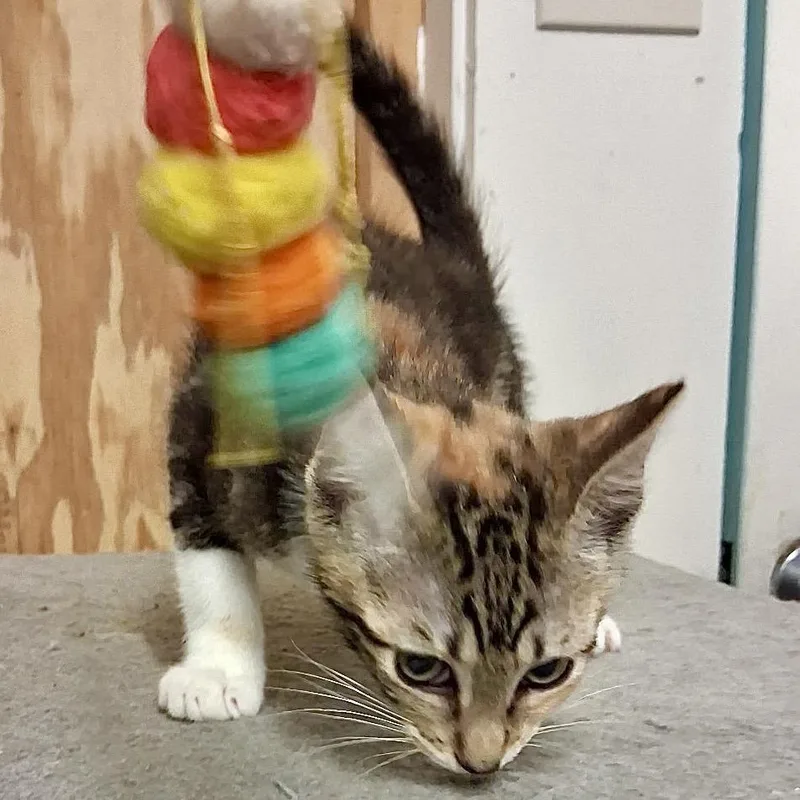 A baby small-sized female Calico Domestic Short Hair cat named Jaheira for adoption in Denison, TX