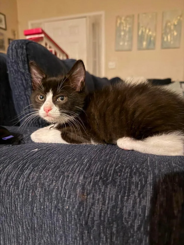 A baby small-sized female Domestic Short Hair cat named Cherryblossom for adoption in Newnan, GA