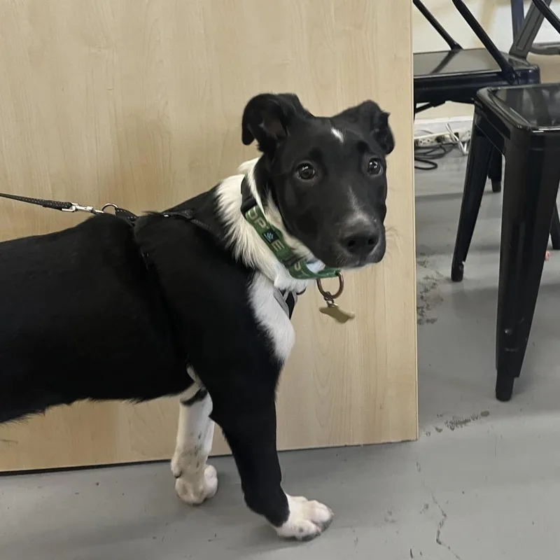 A young medium-sized male Black Border Collie dog named Tobie for adoption in Point Richmond, CA