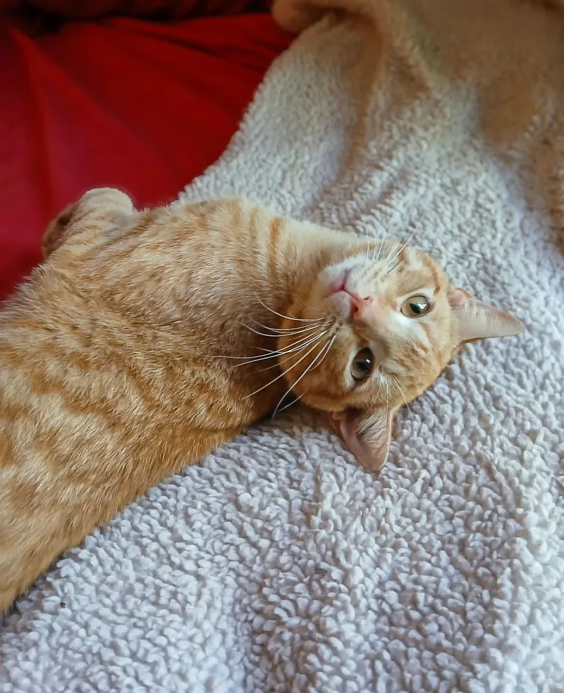 A young medium-sized male Orange / Red Domestic Short Hair cat named Little One for adoption in Columbia, SC