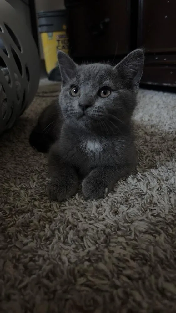 A baby small-sized male Gray / Blue / Silver Domestic Short Hair cat named Thunder for adoption in Dallas, TX