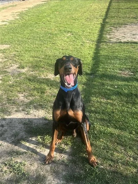 An adult large-sized male Doberman Pinscher dog named Kilo for adoption in Riverside, CA