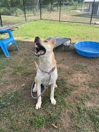 An adult large-sized male Mixed Breed dog named Grantom for adoption in Chamblee, GA