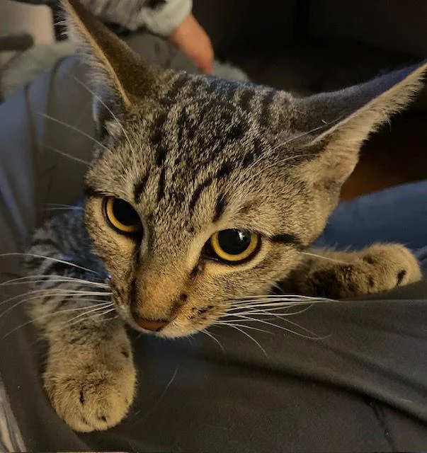 Cleopatra thumbnail 2