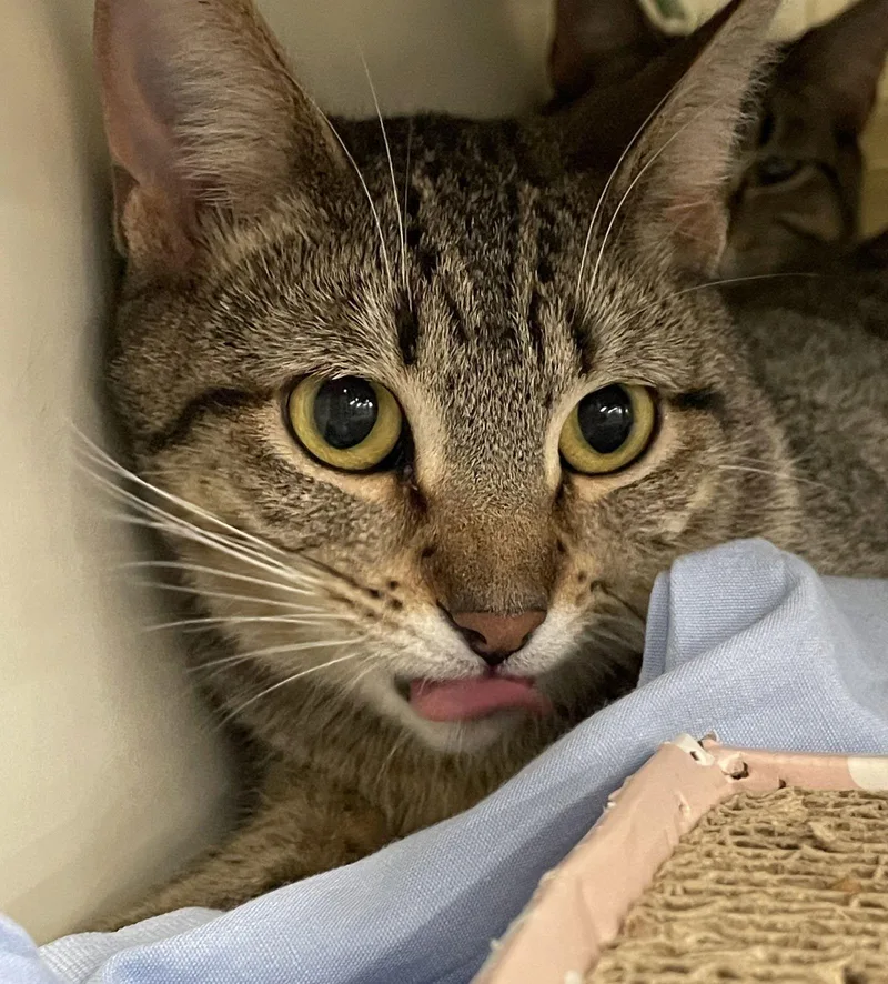 Cleopatra thumbnail 3